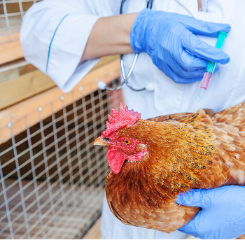 Common Poultry Diseases/Parasites in Backyard Flocks
